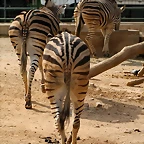 Zoo de Barcelona 14-04-11 556