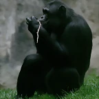 Zoo de Barcelona 14-04-11 215