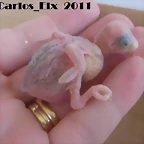 2 pollo 14-4-11