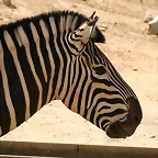 Zoo de Barcelona 14-04-11 566