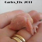 3 pollo  14-4-11