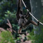 Zoo de Barcelona 14-04-11 526
