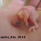 4 pollo 14-4-11
