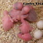 los 5 de kitty 14-4-11