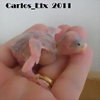 1 pollo 14-4-11