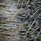 Zoo de Barcelona 01-07-2010 305
