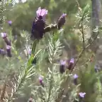 abeja en lavanda