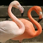 Zoo de Barcelona 03-04-11 485