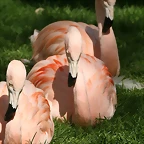 Zoo de Barcelona 03-04-11 540