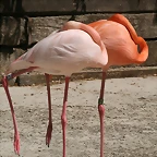Zoo de Barcelona 03-04-11 483