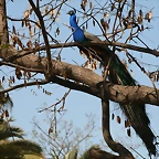 Zoo de Barcelona 03-04-11 596