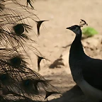 Zoo de Barcelona 03-04-11 637