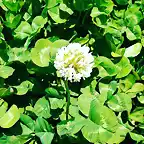 Clover Flowers