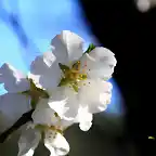 04, FLOR DEL CIRUELO, MARCA