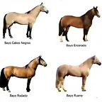 pelajes_de_caballos