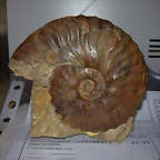 F Amo Semenorites Albiense Rusia