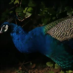 Zoo de Barcelona 23-01-11 057