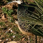 Zoo de Barcelona 23-01-11 072
