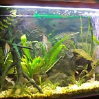 95 lts (Small)