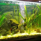95 lts (1) (Small)