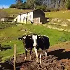 Vacas2