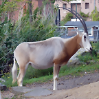 Oryx dammah 2 (24-9-18 Artis)