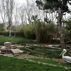 Zoo de Barcelona 28-01-11 036