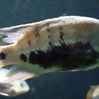 Herichthys pearsei