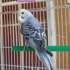 violeta 9-10-10 (1)
