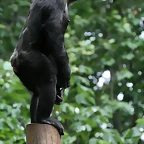 Zoo de Barcelona 31-05-11 202