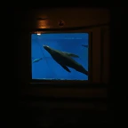 Zoo de Barcelona 31-05-11 346