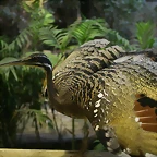 Zoo de Barcelona 31-05-11 485