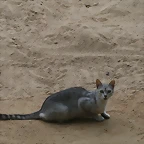 Zoo de Barcelona 31-05-11 280