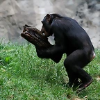 Zoo de Barcelona 31-05-11 163