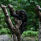 Zoo de Barcelona 31-05-11 236