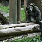 Zoo de Barcelona 31-05-11 094