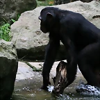 Zoo de Barcelona 31-05-11 160