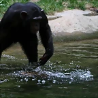 Zoo de Barcelona 31-05-11 157