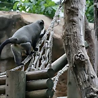 Zoo de Barcelona 31-05-11 111