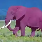 elefante-rosa