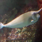 Naso annulatus (7-8-09 Aquarium de La Rochelle)