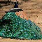 Zoo de Barcelona 13-03-11 514