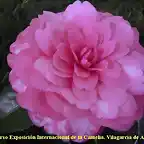 Camellia japonica 'kumasaka'