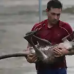 Un hombre salva un canguro