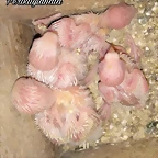 FB_IMG_1545470643927