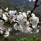 023, flor del cerezo
