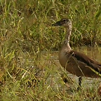 Vacances Dani Mare Johannesburg Kruger mar 2009 1169