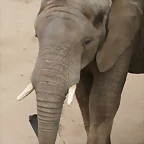 Zoo Halle 19-06-11 139