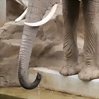 Zoo Halle 19-06-11 223