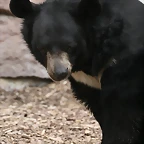 Zoo Halle 19-06-11 250